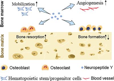 The Role of NPY in the Regulation of Bone Metabolism